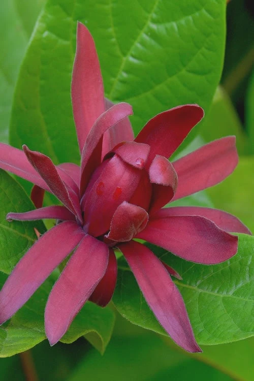 Sweetshrub - Calycanthus Floridus - 3 Gallon Pot 1 Sweetshrub - Calycanthus Floridus - 3 Gallon Pot
