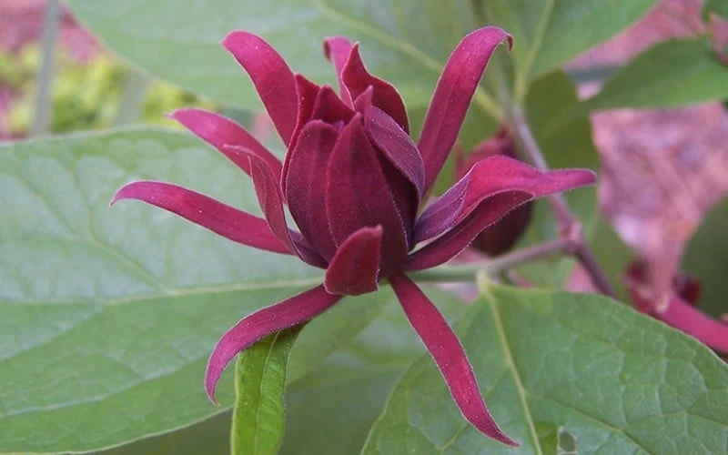 Sweetshrub - Calycanthus Floridus - 3 Gallon Pot 6 Sweetshrub - Calycanthus Floridus - 3 Gallon Pot - Image 6