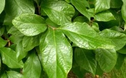 Sweetshrub - Calycanthus Floridus - 3 Gallon Pot 10 Sweetshrub - Calycanthus Floridus - 3 Gallon Pot -Healthy Plant Shop Sweetshrub Leaves