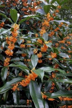 Fragrant Orange Tea Olive - Osmanthus Fragrans Aurantiacus - 5 Gallon Pot 12 Fragrant Orange Tea Olive - Osmanthus Fragrans Aurantiacus - 5 Gallon Pot -Healthy Plant Shop Tea Olive Orange 102