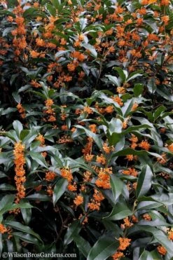 Fragrant Orange Tea Olive - Osmanthus Fragrans Aurantiacus - 5 Gallon Pot 13 Fragrant Orange Tea Olive - Osmanthus Fragrans Aurantiacus - 5 Gallon Pot -Healthy Plant Shop Tea Olive Orange 103