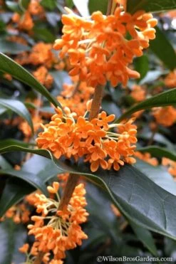 Fragrant Orange Tea Olive - Osmanthus Fragrans Aurantiacus - 5 Gallon Pot 11 Fragrant Orange Tea Olive - Osmanthus Fragrans Aurantiacus - 5 Gallon Pot -Healthy Plant Shop Tea Olive Orange 104