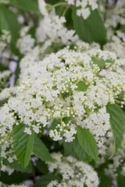 Front Page 24 Snow Joey Viburnum - 2 Gallon Pot