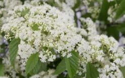 Snow Joey Viburnum - 2 Gallon Pot 11 Snow Joey Viburnum - 2 Gallon Pot -Healthy Plant Shop Viburnum Snow Joey 2 1