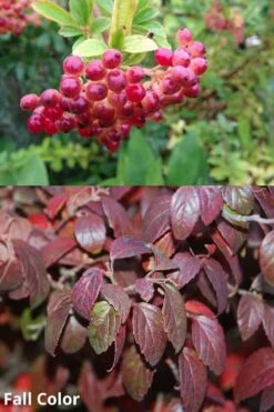 Snow Joey Viburnum - 2 Gallon Pot 10 Snow Joey Viburnum - 2 Gallon Pot -Healthy Plant Shop Viburnum Snow Joey 5 1