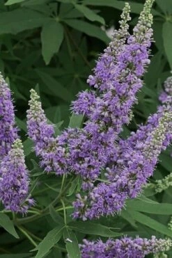 Shoal Creek Chaste Tree (Vitex) - 1 Gallon Pot 9 Shoal Creek Chaste Tree (Vitex) - 1 Gallon Pot -Healthy Plant Shop Vitex Shoal Creek 15