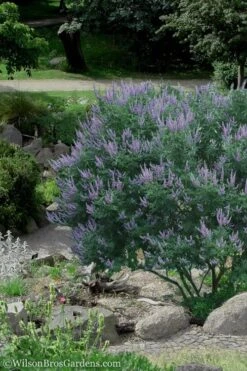 Shoal Creek Blue Chaste Tree (Vitex) - 7 Gallon Pot -Healthy Plant Shop Vitex Shoal Creek 17 1