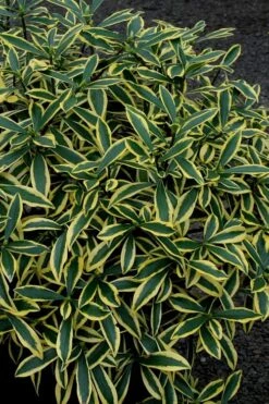 Marianni Variegated Pink Winter Daphne - 1 Gallon Pot -Healthy Plant Shop Winter Daphne Marianni 2