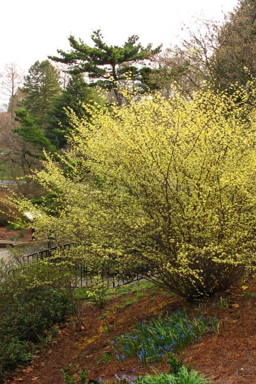Winterthur Winterhazel (Corylopsis) - 3 Gallon Pot 6 Winterthur Winterhazel (Corylopsis) - 3 Gallon Pot - Image 6