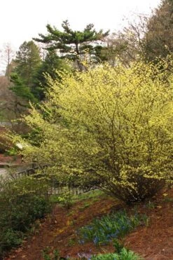 Winterthur Winterhazel (Corylopsis) - 2 Gallon Pot -Healthy Plant Shop Winter Hazel Winterthur 5
