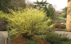 Winterthur Winterhazel (Corylopsis) - 2 Gallon Pot -Healthy Plant Shop Winter Hazel Winterthur 6