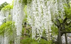 Snow Showers White Wisteria - 3 Gallon Pot -Healthy Plant Shop Wisteria Snow Showers 2