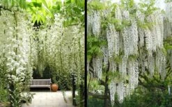 Snow Showers White Wisteria - 5 Gallon Pot -Healthy Plant Shop Wisteria Snow Showers 4 1