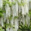 Snow Showers White Wisteria - 3 Gallon Pot