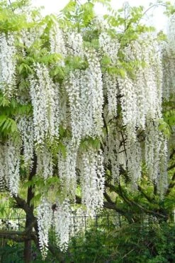Snow Showers White Wisteria - 3 Gallon Pot
