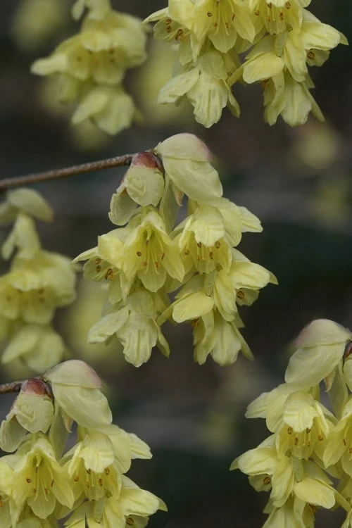 Winterthur Winterhazel (Corylopsis) - 3 Gallon Pot 1 Winterthur Winterhazel (Corylopsis) - 3 Gallon Pot