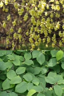 Winterthur Winterhazel (Corylopsis) - 2 Gallon Pot -Healthy Plant Shop Witch Hazel Winterthur Corylopsis 2