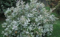 Woodlanders Blue Dusty Zenobia (Honeycup) - 3 Gallon Pot 15 Woodlanders Blue Dusty Zenobia (Honeycup) - 3 Gallon Pot -Healthy Plant Shop Zenobia Woodlanders Blue 20