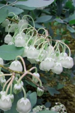 Woodlanders Blue Dusty Zenobia (Honeycup) - 3 Gallon Pot 14 Woodlanders Blue Dusty Zenobia (Honeycup) - 3 Gallon Pot -Healthy Plant Shop Zenobia Woodlanders Blue 7