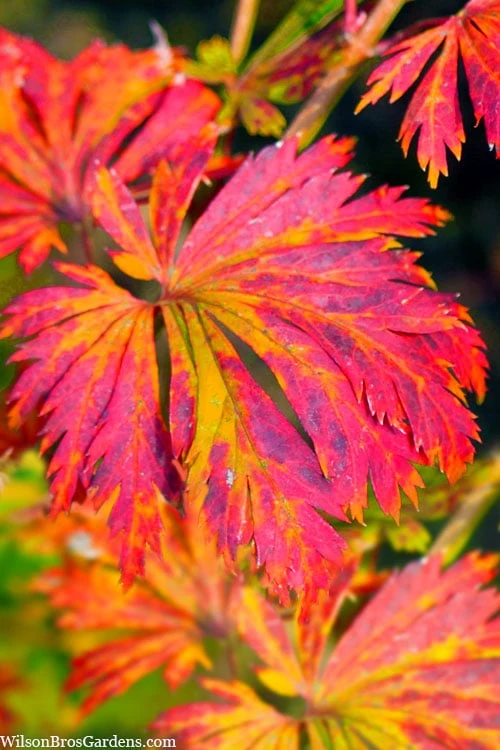 Dancing Peacock Japanese Maple (Acer Japonicum 'Aconitifolium') - 3 Gallon Pot (2-3') 6 Dancing Peacock Japanese Maple (Acer Japonicum 'Aconitifolium') - 3 Gallon Pot (2-3') - Image 6