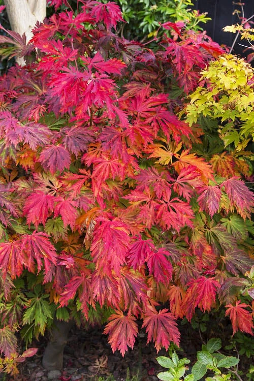 Dancing Peacock Japanese Maple (Acer Japonicum 'Aconitifolium') - 3 Gallon Pot (2-3') 1 Dancing Peacock Japanese Maple (Acer Japonicum 'Aconitifolium') - 3 Gallon Pot (2-3')