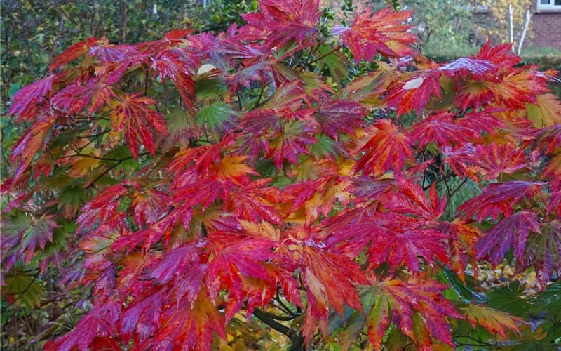 Dancing Peacock Japanese Maple (Acer Japonicum 'Aconitifolium') - 3 Gallon Pot (2-3') 7 Dancing Peacock Japanese Maple (Acer Japonicum 'Aconitifolium') - 3 Gallon Pot (2-3') - Image 7
