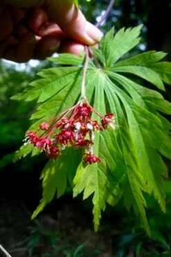 Dancing Peacock Japanese Maple (Acer Japonicum 'Aconitifolium') - 3 Gallon Pot (2-3') 12 Dancing Peacock Japanese Maple (Acer Japonicum 'Aconitifolium') - 3 Gallon Pot (2-3') -Healthy Plant Shop acer japonicum aconitifolium dancing peacock japanese maple 6