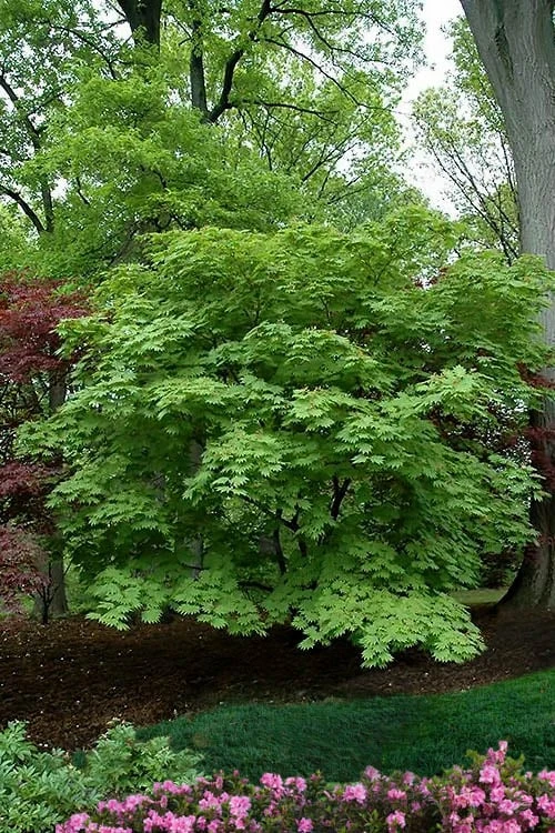 Dancing Peacock Japanese Maple (Acer Japonicum 'Aconitifolium') - 3 Gallon Pot (2-3') 4 Dancing Peacock Japanese Maple (Acer Japonicum 'Aconitifolium') - 3 Gallon Pot (2-3') - Image 4