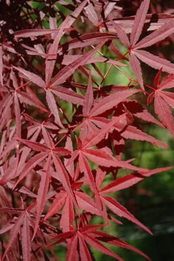 Red Bamboo Japanese Maple (Acer Palmatum 'Beni Otake') - 3 Gallon Pot 12 Red Bamboo Japanese Maple (Acer Palmatum 'Beni Otake') - 3 Gallon Pot -Healthy Plant Shop acer palmatum beni otake 1