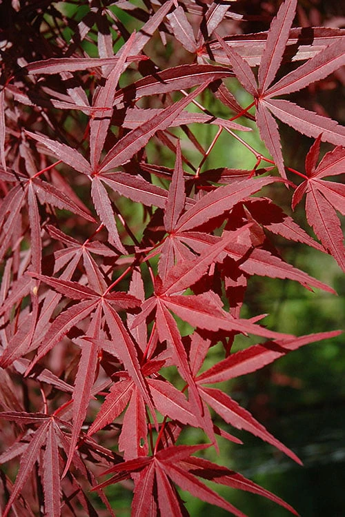 Red Bamboo Japanese Maple (Acer Palmatum 'Beni Otake') - 3 Gallon Pot 6 Red Bamboo Japanese Maple (Acer Palmatum 'Beni Otake') - 3 Gallon Pot - Image 6