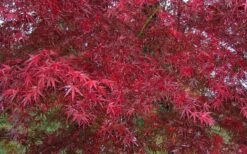 Red Bamboo Japanese Maple (Acer Palmatum 'Beni Otake') - 3 Gallon Pot 13 Red Bamboo Japanese Maple (Acer Palmatum 'Beni Otake') - 3 Gallon Pot -Healthy Plant Shop acer palmatum beni otake 2