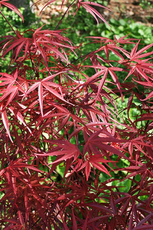 Red Bamboo Japanese Maple (Acer Palmatum 'Beni Otake') - 3 Gallon Pot 5 Red Bamboo Japanese Maple (Acer Palmatum 'Beni Otake') - 3 Gallon Pot - Image 5