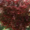 Red Bamboo Japanese Maple (Acer Palmatum 'Beni Otake') - 3 Gallon Pot