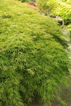 Otto's Dissectum Japanese Maple (Acer Palmatum) - 5 Gallon Pot -Healthy Plant Shop acer palmatum dissectum ottos japanese maple 1