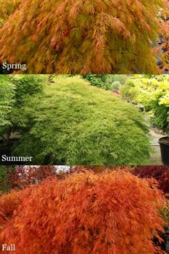 Otto's Dissectum Japanese Maple (Acer Palmatum) - 5 Gallon Pot -Healthy Plant Shop acer palmatum dissectum ottos japanese maple 2