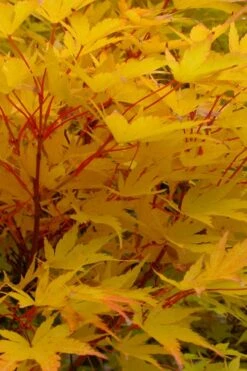 Little Sango' Dwarf Coral Bark Japanese Maple - 5 Gallon Pot -Healthy Plant Shop acer palmatum fhellheim dwarf coral bark japanese maple 6