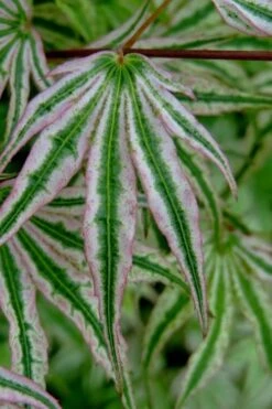 Ikandi Japanese Maple - 3 Gallon Pot (4-5') -Healthy Plant Shop acer palmatum ikandi japanese maple 10