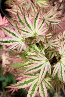 Ikandi Japanese Maple - 3 Gallon Pot (4-5') -Healthy Plant Shop acer palmatum ikandi japanese maple 13