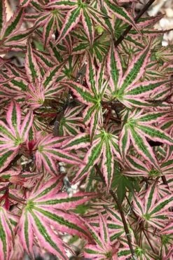 Ikandi Japanese Maple - 3 Gallon Pot (4-5') -Healthy Plant Shop acer palmatum ikandi japanese maple 15