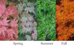 Ikandi Japanese Maple - 3 Gallon Pot (4-5') -Healthy Plant Shop acer palmatum ikandi japanese maple 4
