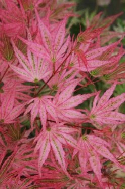Ikandi Japanese Maple - 3 Gallon Pot (4-5') -Healthy Plant Shop acer palmatum ikandi japanese maple 5