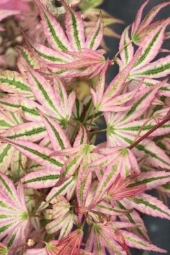 Ikandi Japanese Maple - 3 Gallon Pot (4-5') -Healthy Plant Shop acer palmatum ikandi japanese maple 6