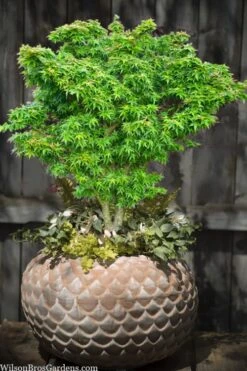 Jade Dragon Dwarf Japanese Maple - 3 Gallon Pot -Healthy Plant Shop acer palmatum jade dragon japanese maple 2