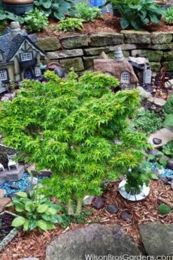 Jade Dragon Dwarf Japanese Maple - 3 Gallon Pot -Healthy Plant Shop acer palmatum jade dragon japanese maple 5