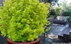 Little Sango' Dwarf Coral Bark Japanese Maple - 5 Gallon Pot -Healthy Plant Shop acer palmatum little sango dwarf coral bark japanese maple 3