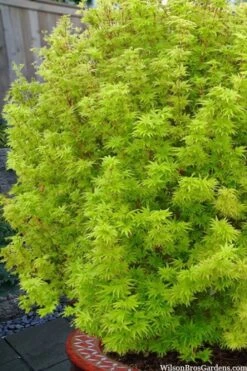 Little Sango' Dwarf Coral Bark Japanese Maple - 5 Gallon Pot -Healthy Plant Shop acer palmatum little sango dwarf coral bark maple 1