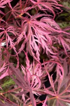 Pink Ballerina Japanese Maple - 5 Gallon Pot -Healthy Plant Shop acer palmatum pink ballerina 3