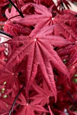 Rhode Island Red Japanese Maple - 3 Gallon Pot 11 Rhode Island Red Japanese Maple - 3 Gallon Pot -Healthy Plant Shop acer palmatum rhode island red japanese maple 2