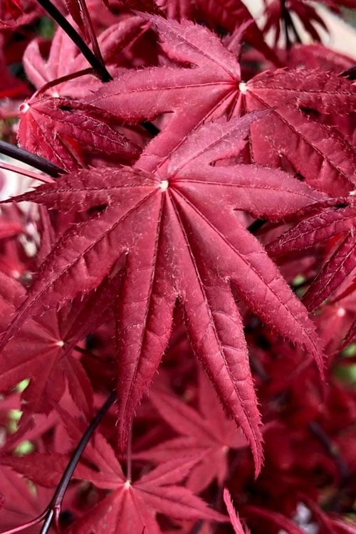 Rhode Island Red Japanese Maple - 3 Gallon Pot 6 Rhode Island Red Japanese Maple - 3 Gallon Pot - Image 6