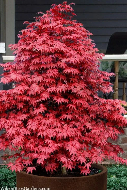 Rhode Island Red Japanese Maple - 3 Gallon Pot 1 Rhode Island Red Japanese Maple - 3 Gallon Pot